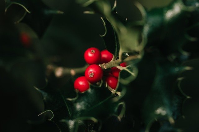 Aronia på elkærholm: Superbærret, der sætter nye standarder