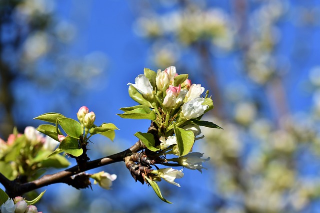 Fra blomst til frugt: Hemmelighederne bag succesfuld pæretræsbestøvning
